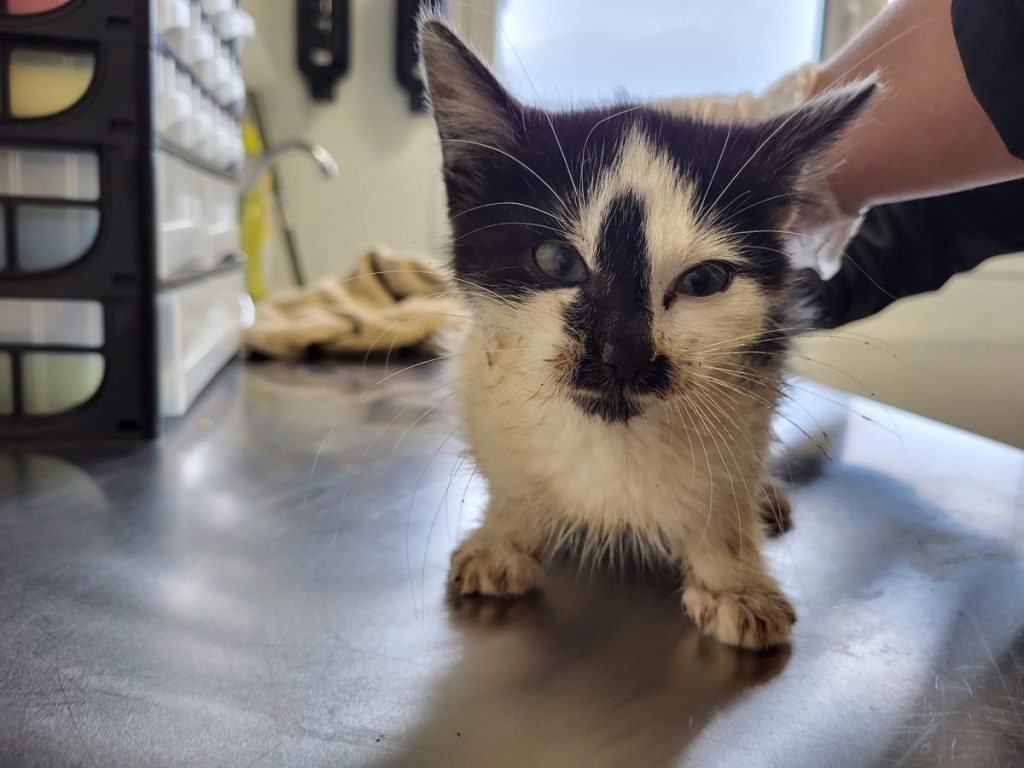 Thueringen kleines Katzen-Baby