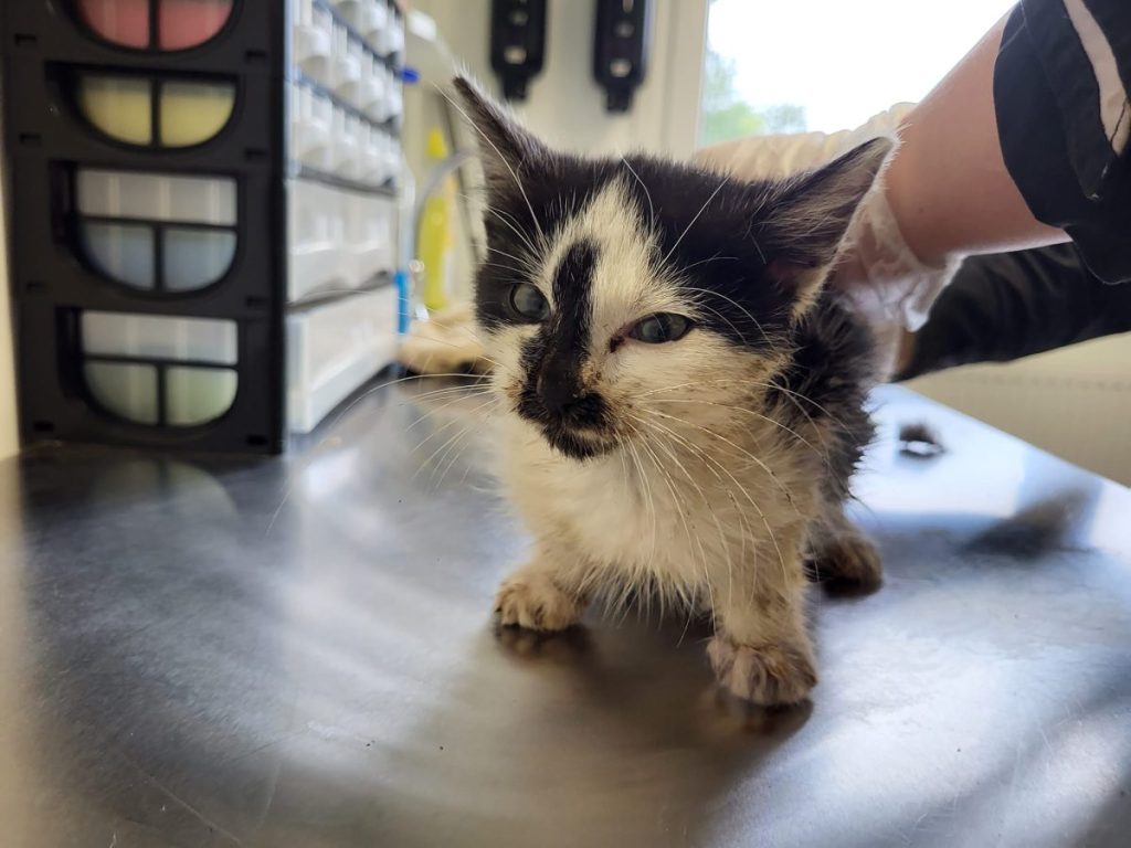 Thueringen kleines Katzen-Baby