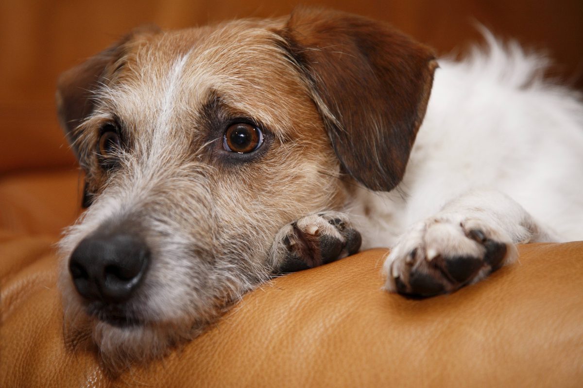 Hund mit traurigem Blick