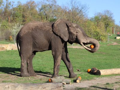 Zoo Erfurt