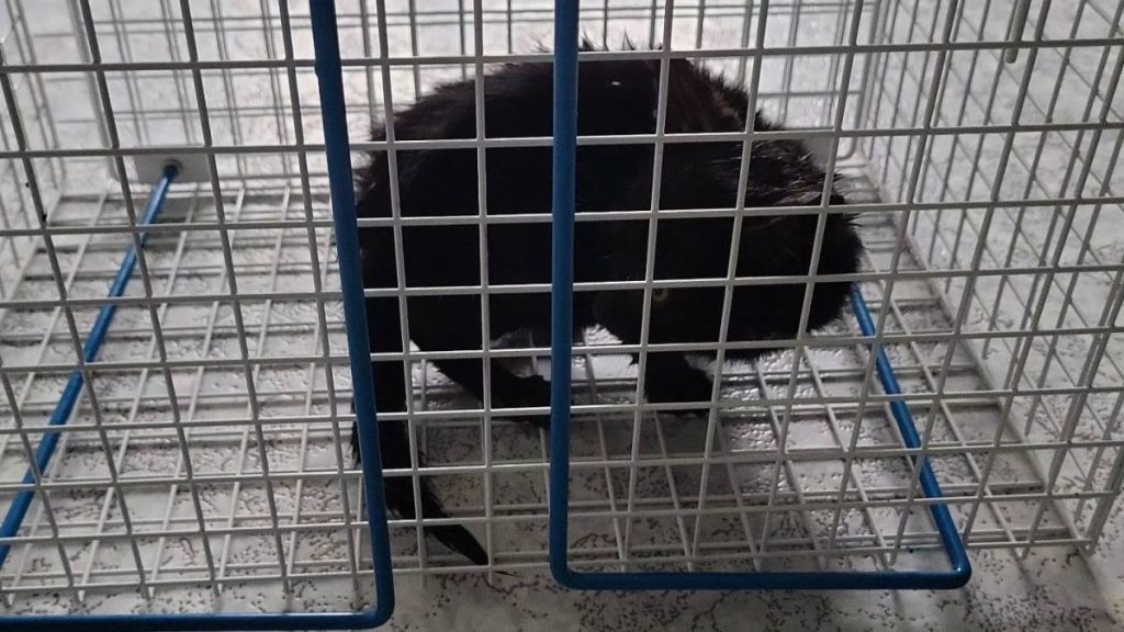 Trauriger Fund in Thüringen. Diese Kätzchen fand eine Wanderin Wald.