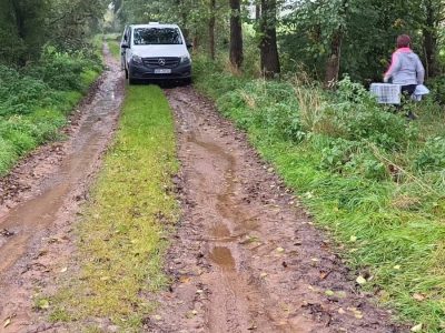 Trauriger Fund in Thüringen. Diese Kätzchen fand eine Wanderin Wald.