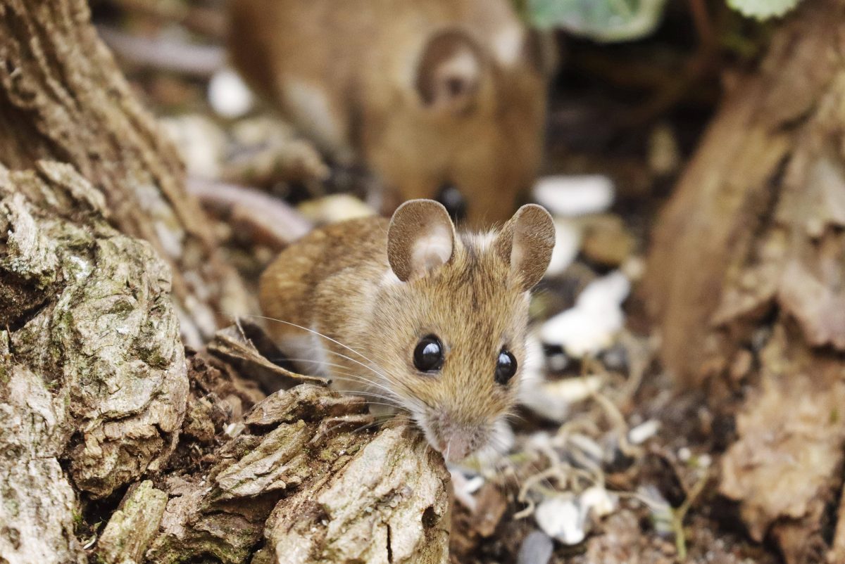 Waldmaus im Laub