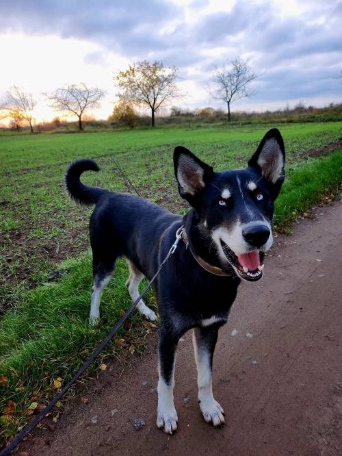 Thüringen Hund ist ein Jahr alt und erlebt trauriges Schicksal