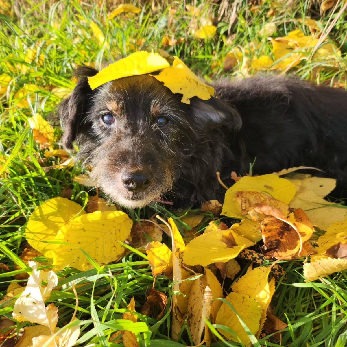 Ein Hund in Thüringen erlitt trauriges Schicksal. Im hohen Alter landete er schwer krank im Tierheim Nordhausen.