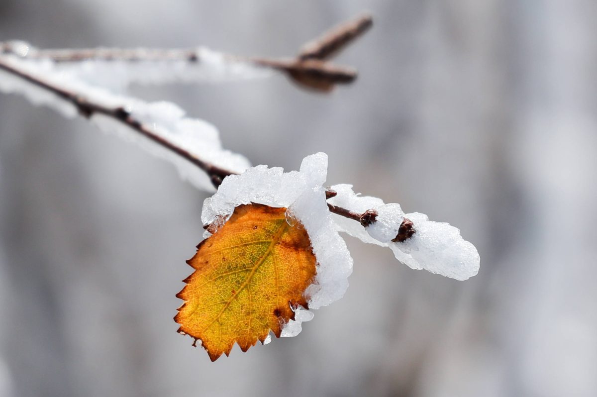 In Thüringen bleibt das Wetter regnerisch-mild. Doch eine Ausnahme am Wochenende gibt es. Kündigt sich da etwa der Winter an? (Symbolbild)