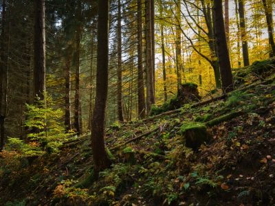 Unter anderem im Thüringer Wald sind derzeit besonders viele Pilze zu finden.
