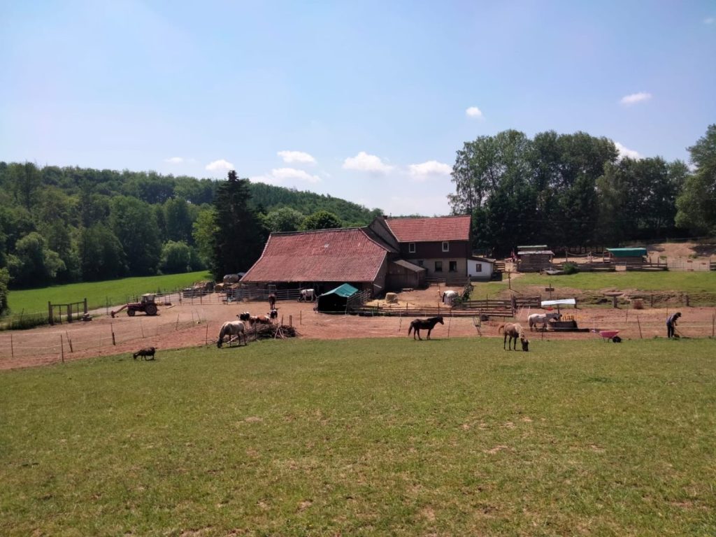 Ein Thüringer Tierschutzhof steht vor dem Aus. Nach langem Hin und Her beschloss die Hofbesitzerin nun, ihre Zelte in Weilroda abzubrechen.
