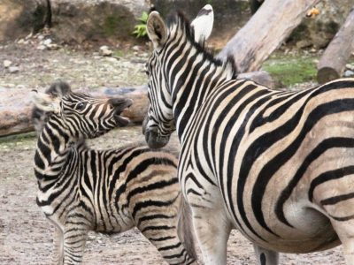 Zoo Erfurt
