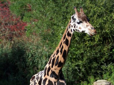 Nach 20 tollen Jahren muss der Zoo Leipzig sich von einer besonderen Bewohnerin verabschieden. Hier findest du mehr Infos.