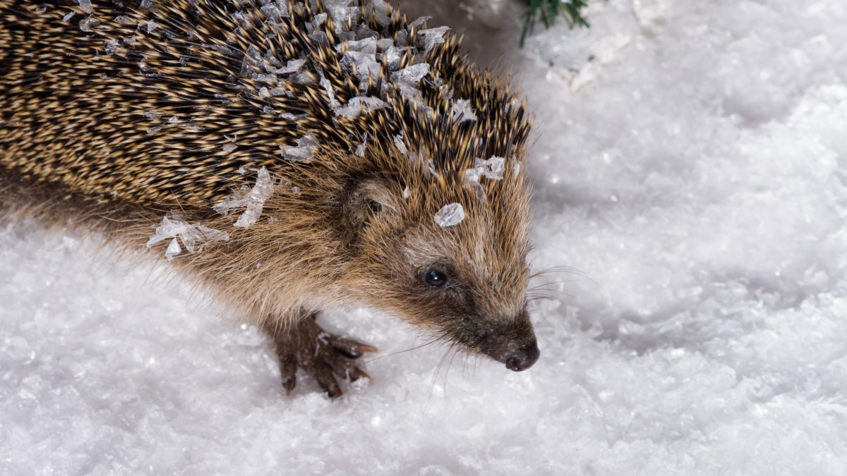 Der stachelige Geselle hat es auf das Siegertreppchen geschafft: Der Igel ist Tier des Jahres 2024. Auch in Thüringen ist der Säuger noch gut vertreten, aber in Zukunft könnte das anders aussehen.