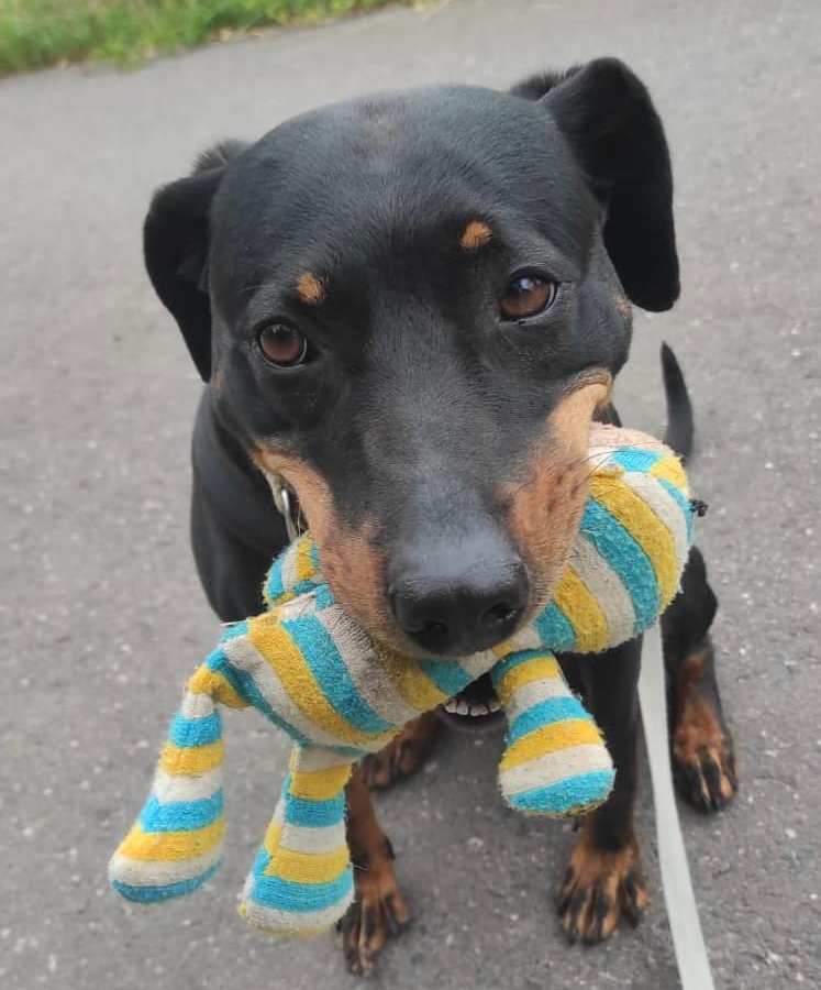 Kira sucht ein neues Zuhause