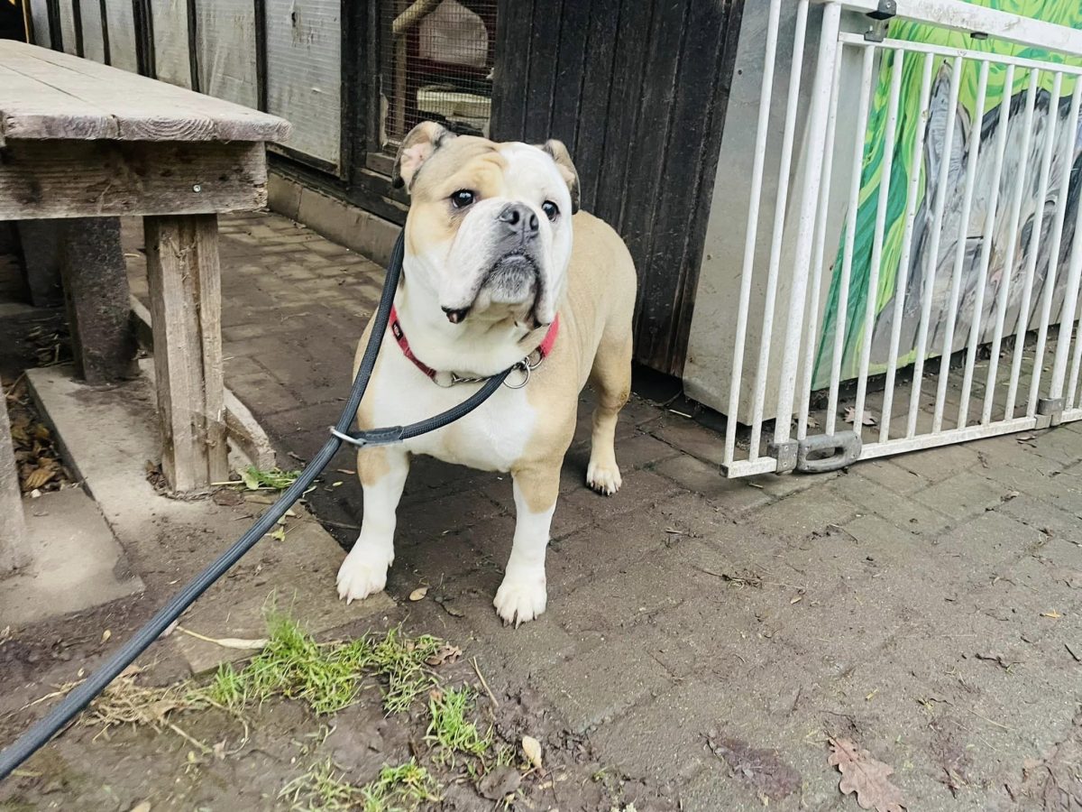 Schockierende Nachrichten für Thüringer Hundeliebhaber. Man fand eine ausgesetzte englische Bulldogge. Das ist ihre tragische Geschichte.