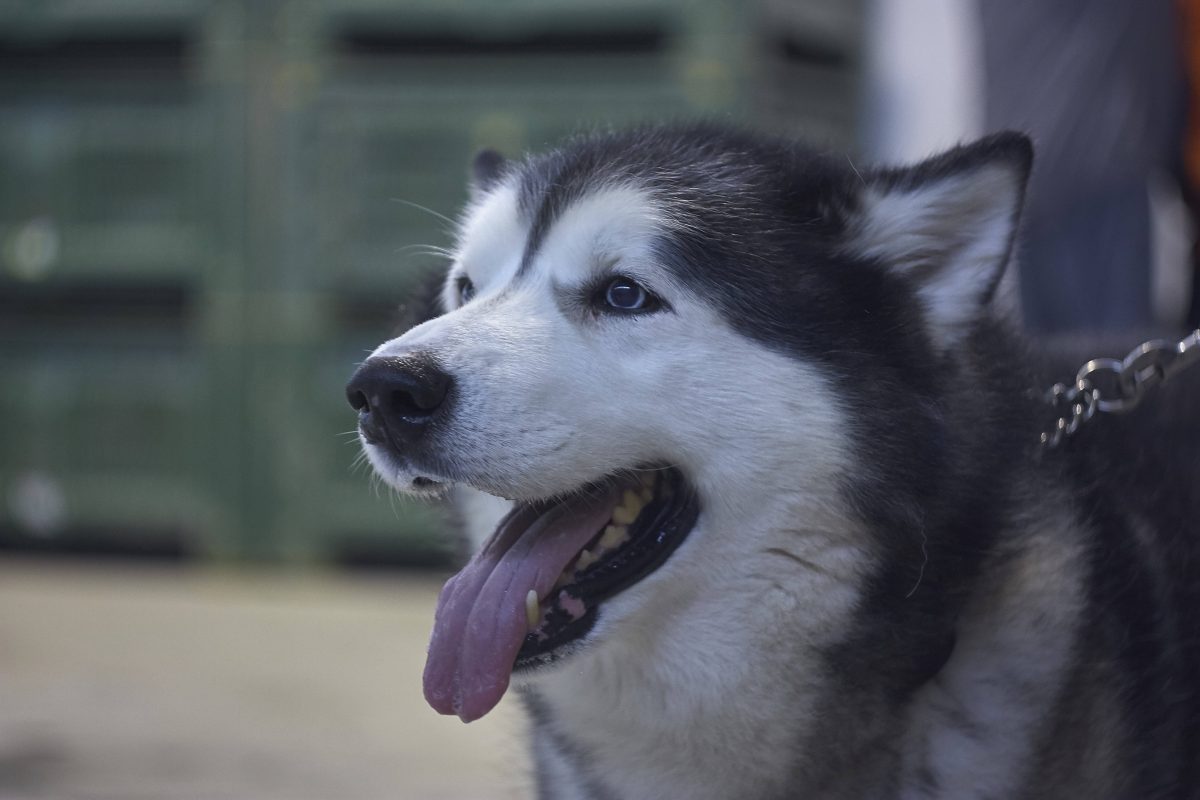 Ein Vorfall aus Bad Langensalza (Thüringen) macht sprachlos. Auf offener Straße klaute ein Unbekannter einen Husky.