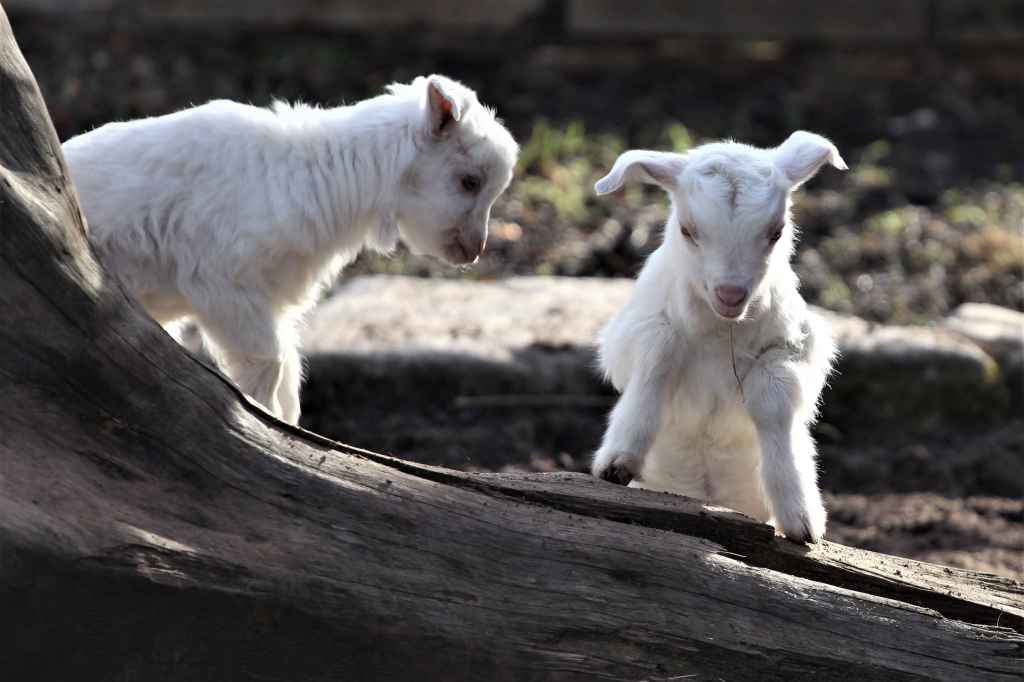 Zoo Erfurt