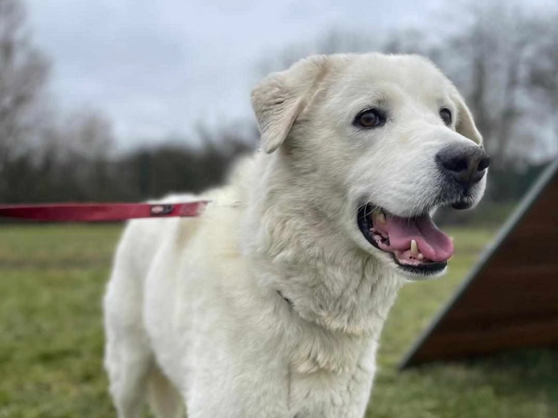 Tierheim in Thüringen: „Ein weiteres trauriges Schicksal“ – Hund Egon wurde einfach zurückgelassen