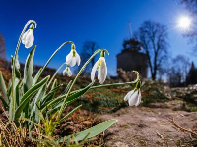 Der Frühling ist in Thüringen auf dem Vormarsch. (Symbolbild)