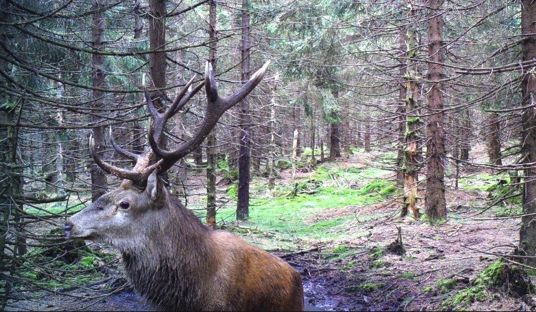 Die imposanten Geweihe der Hirsche dürfen im Wald nicht gesammelt werden.