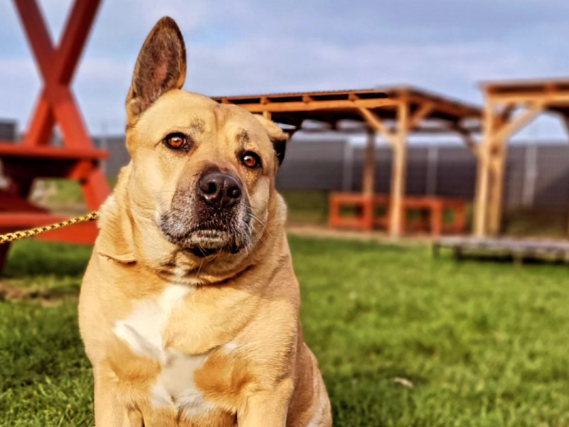 Tierheim Thüringen: Hunde-Schicksal macht traurig! „Sie versteht einfach die Welt nicht mehr“