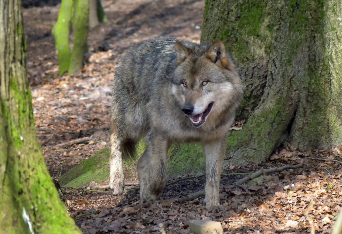 Wolf in Thueringen