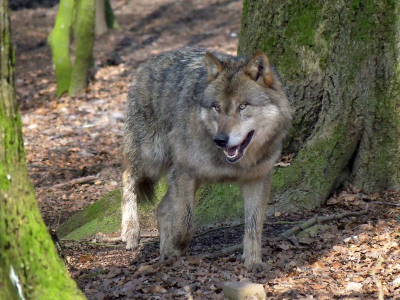 Thüringen: Er ist wieder da! Jetzt sorgt der Wolf HIER für Angst und Schrecken