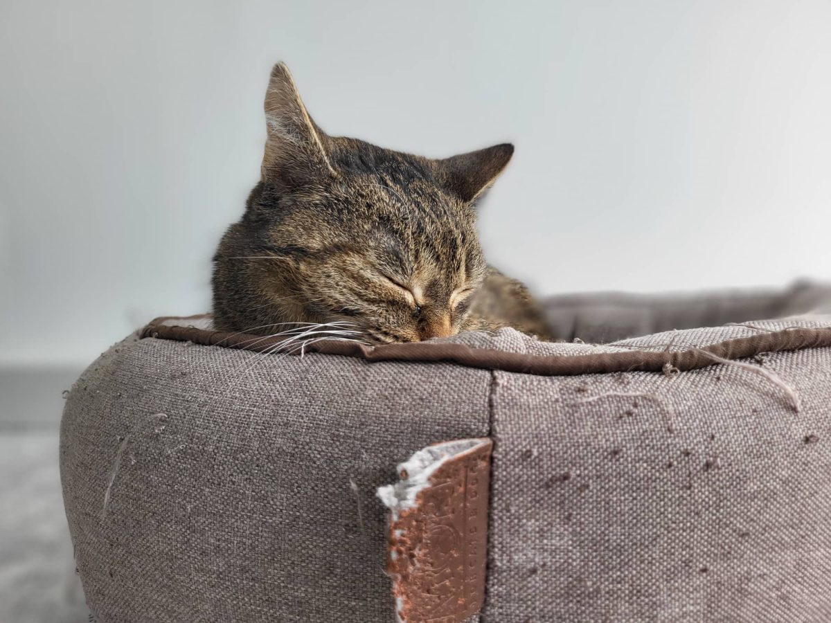 Tierheim Thüringen: Katzen-Oma ereilt trauriges Schicksal – „Unter Tränen abgegeben“