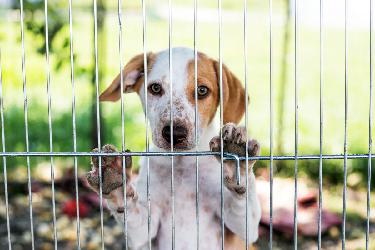 hund im Tierheim hinter Zaun