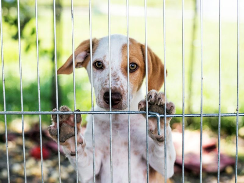 Thüringen: Schock-Fund vor der Tierheim-Schleuse! „Unsere Herzen bluten“