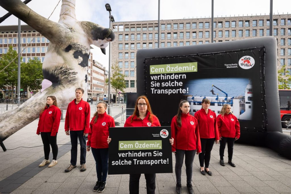 Tierschutz-Aktivisten von "Vier Pfoten" (hier in Kiel) wollen am Mittwoch auch in Erfurt Station machen – und ihre Mega-Kuh mitbringen.