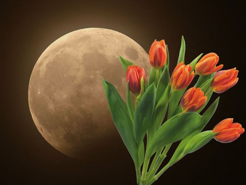 Horoskop: Blumen-Mond sorgt für Chaos im Leben dieser Sternzeichen