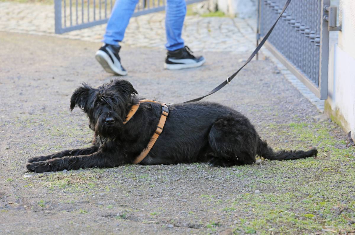 hund ausgesetzt tierheim thüringen