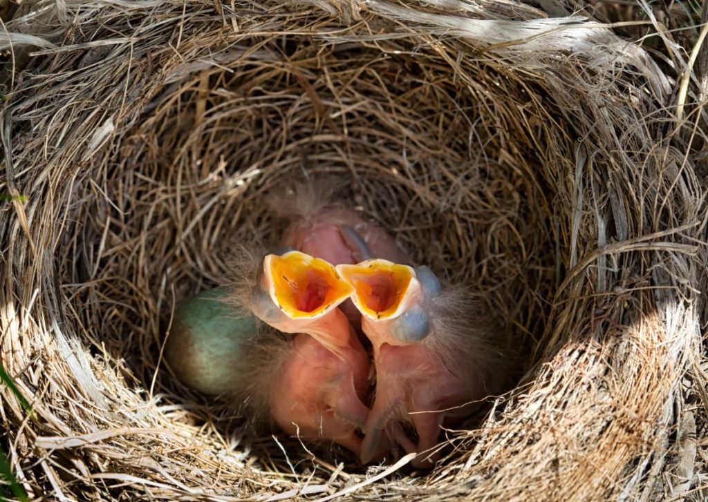 Junge Vögel scheinen oft hilfloser zu sein, als sie es tatsächlich sind. (Symbolbild)