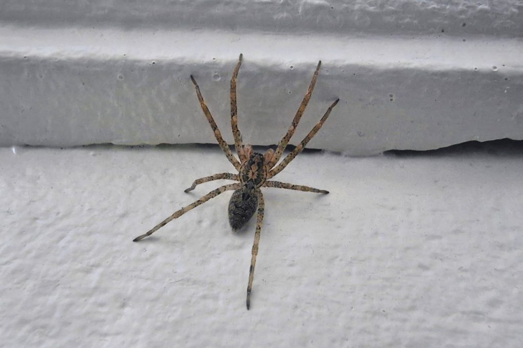 Die aus dem Mittelmeerraum stammende Nosferatu-Spinne ist auch in Thüringen aufgetaucht.