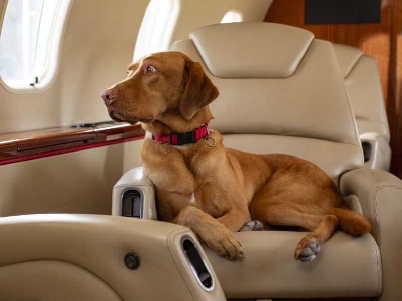 Hunde bekommen eigene Airline – doch beim Preis wird den Besitzern schwindelig!
