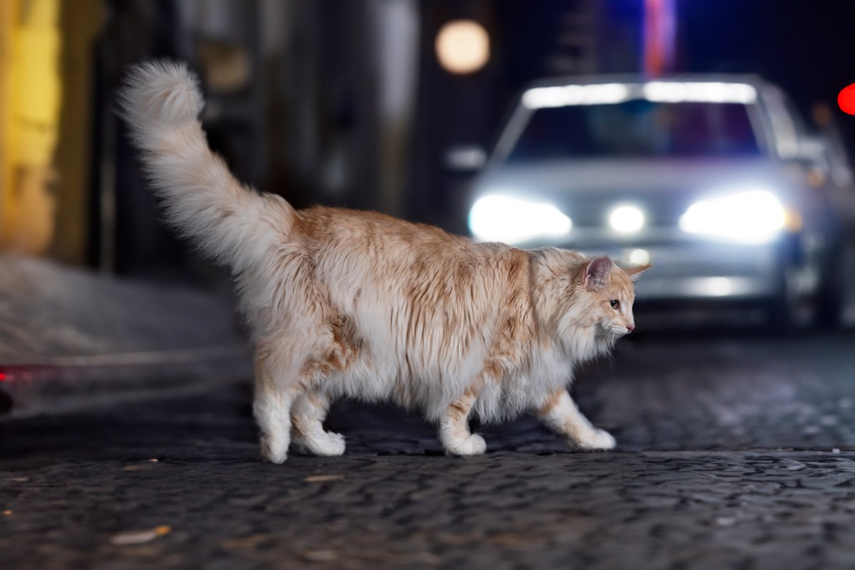 thüringen katze unfall