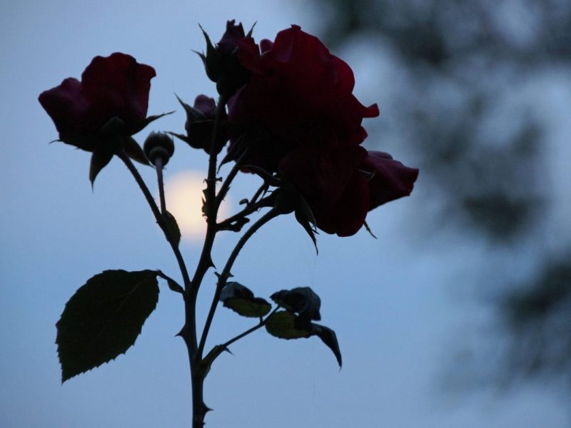 Horoskop: Blumen-Mond wirft Schatten voraus – für diese Personen wird er alles ändern