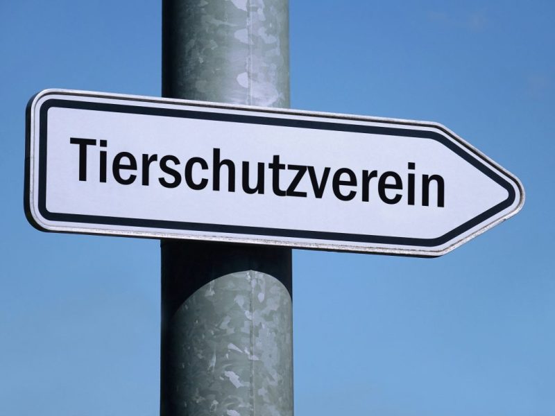 Tierheim in Thüringen: Mitarbeiter gehen nach DIESER Aktion an die Decke – „Riesen Sauerei“