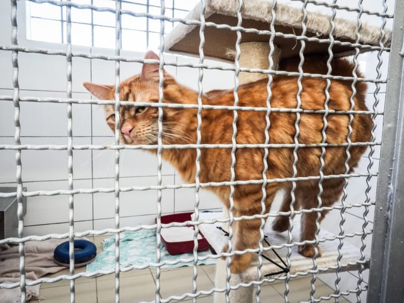 Katze übel abgeschoben – Tierschützerin erhebt schwere Vorwürfe