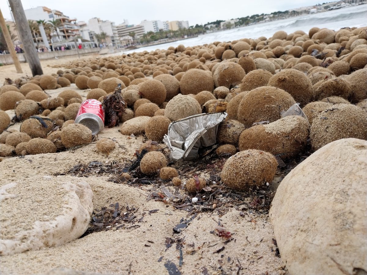 Urlaub auf Mallorca: Kurioser Fund am Strand – was ist das denn?