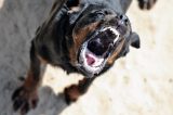 Ein MÃ¤dchen ist von einem Hund in ThÃ¼ringen schwer verletzt worden. (Symbolbild)