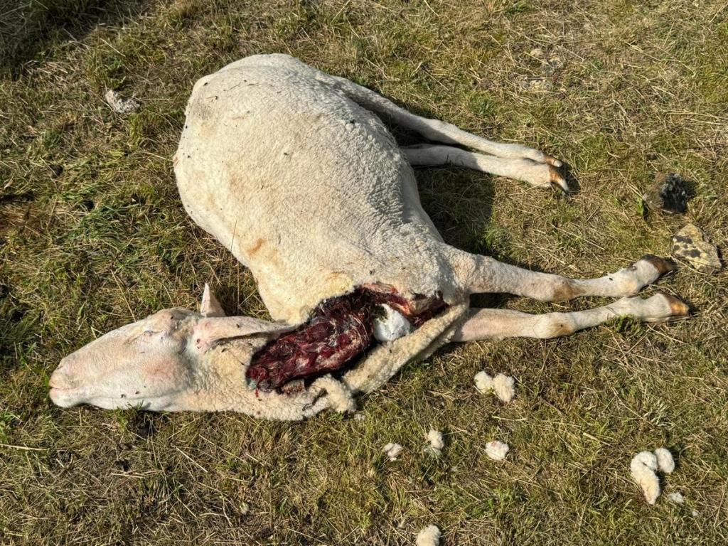 Das Schaf wurde mit einem Kehlbiss getötet.