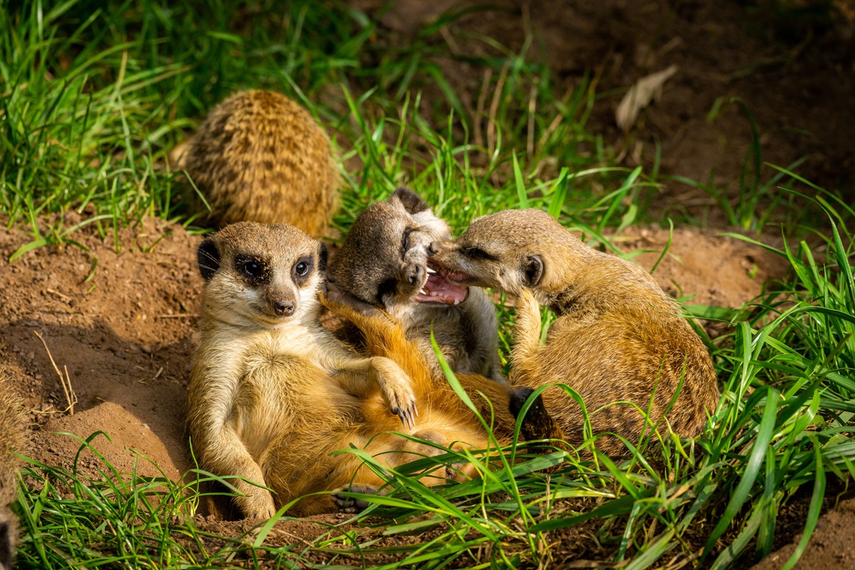 Die Erdmännchen haben im Zoo Leipzig Einiges zu klären. (Archivbild)