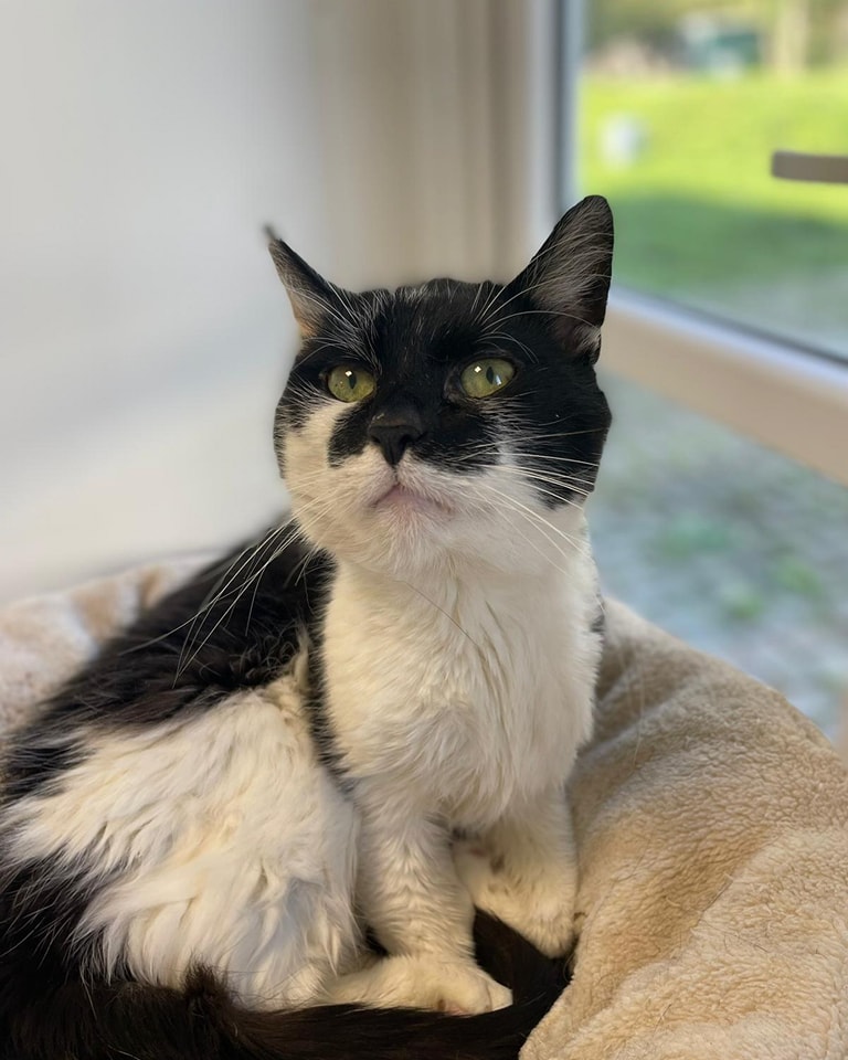 Kater Claas hat eine harte Zeit hinter sich.