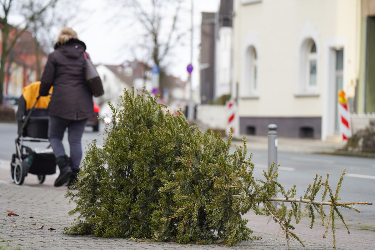 Die Entsorgung der WeihnachtsbÃ¤ume steht an. Was zu tun ist... (Symbolbild)