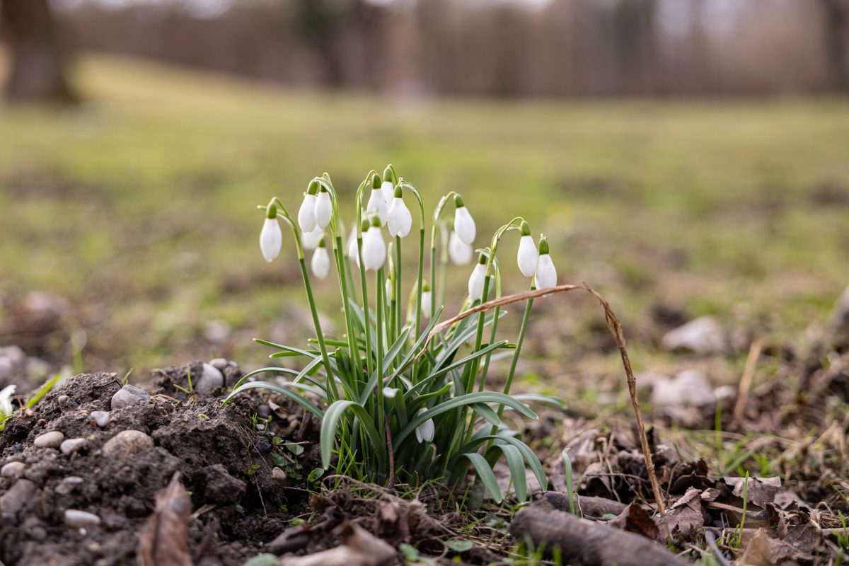 Vom Winterwetter ist in den nächsten Tagen nichts zu spüren. (Symbolbild)