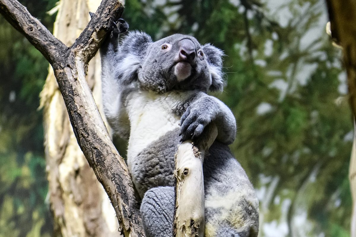 Das Paarungsverhalten von Koalas ist nicht allzu zärtlich. Vielmehr geht es ruppig zu. Auch im Zoo Leipzig.