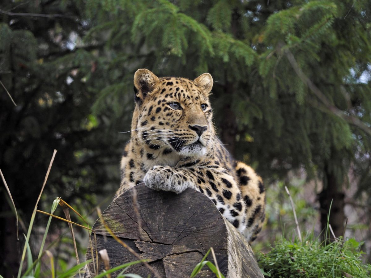 Zoo Leipzig Werkeln hinter den Kulissen Pfleger gehen auf Nummer sicher Thueringen24