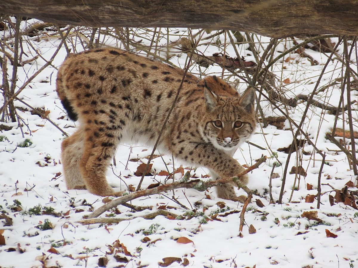 Luchs Janus aus Thüringen ist ausgewildert worden.