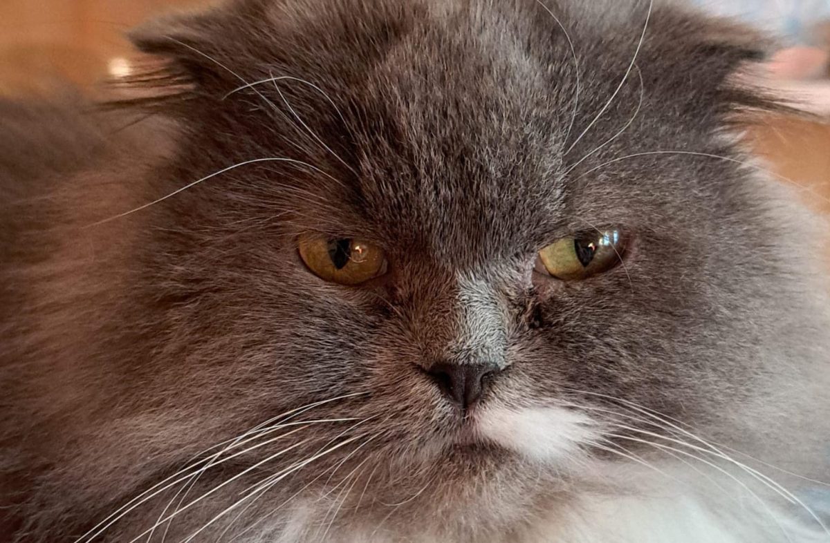 Katze in Thüringen (Symbolbild)