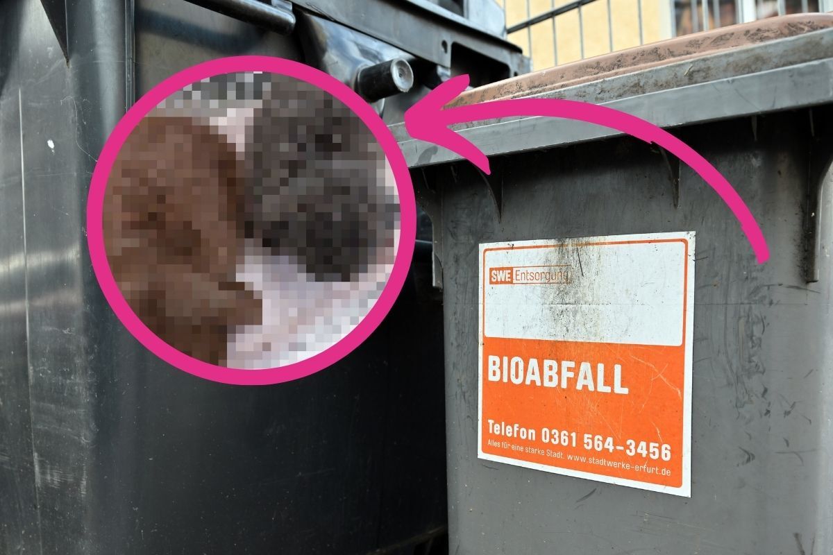 In Erfurt wurden zwei Kaninchen neben dem Müll entsorgt.